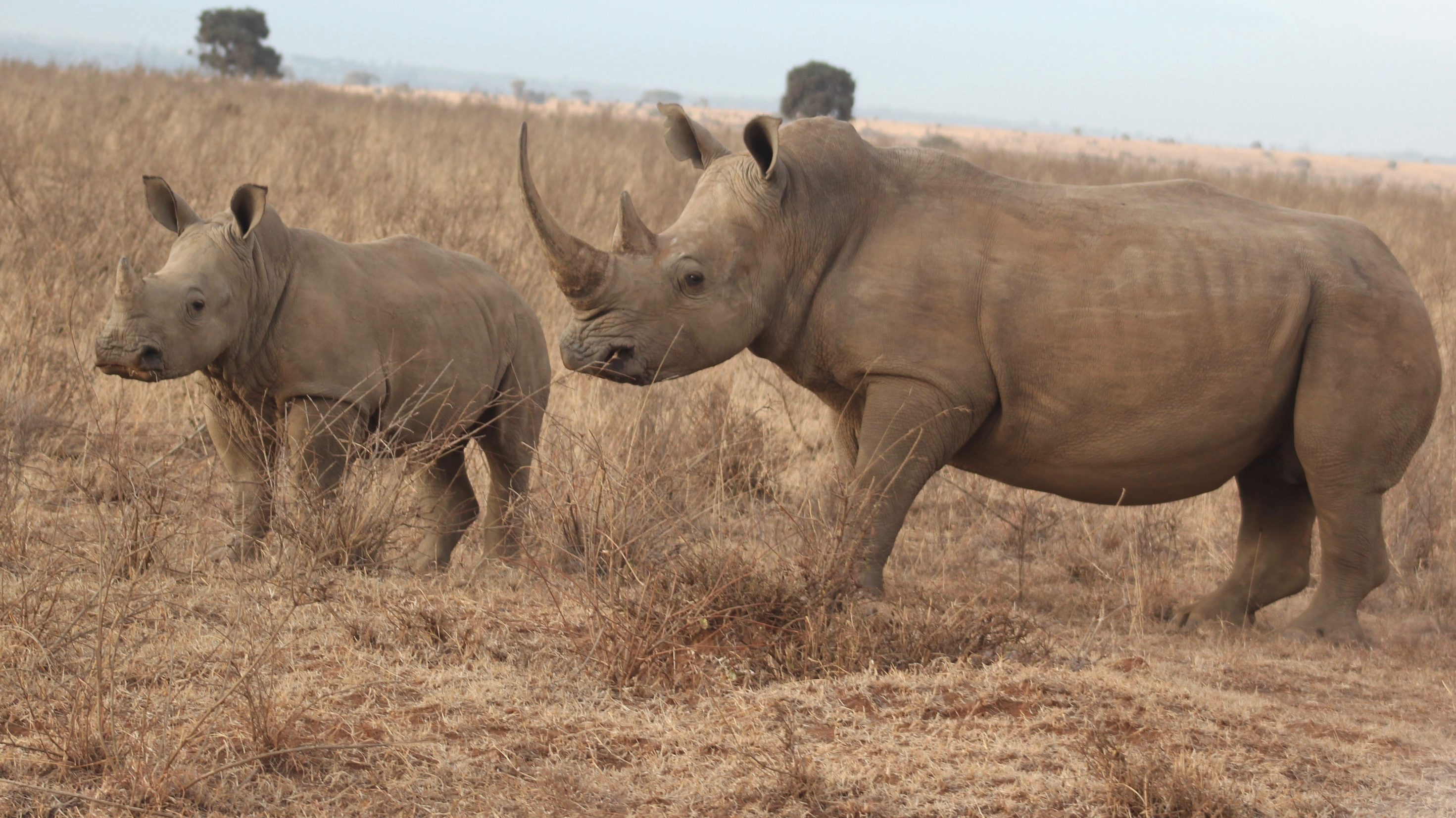 Two white rhinos at Nairobi National Park. Kenya, Feb 2018